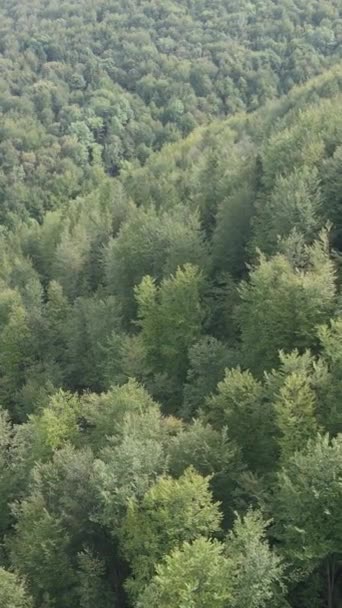 Αεροφωτογραφία των δέντρων στο δάσος. Κάθετη βίντεο — Αρχείο Βίντεο