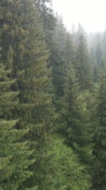 Ormandaki ağaçların havadan görünüşü. Dikey video