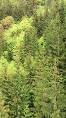 Ormandaki ağaçların havadan görünüşü. Dikey video