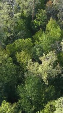 Ormandaki ağaçların havadan görünüşü. Dikey video