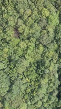 Ormandaki ağaçların havadan görünüşü. Dikey video