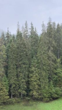 Ormandaki ağaçların havadan görünüşü. Dikey video