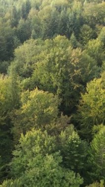 Ormandaki ağaçların havadan görünüşü. Dikey video