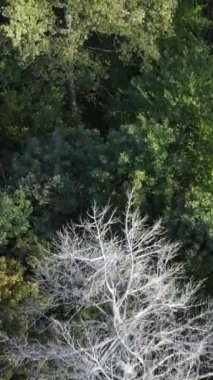 Ormandaki ağaçların havadan görünüşü. Dikey video