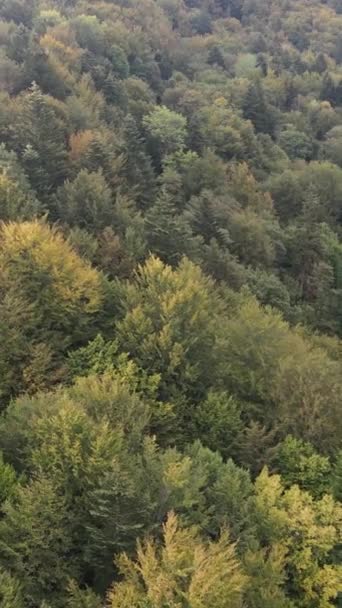 Flygfoto av träd i skogen. Vertikal video — Stockvideo