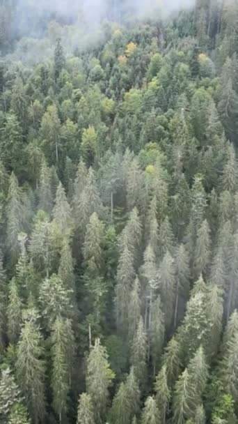 Вид з повітря на дерева в лісі. Вертикальне відео — стокове відео