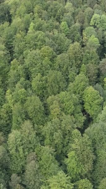 Veduta aerea degli alberi nella foresta. Video verticale — Video Stock