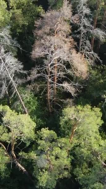 Flygfoto av träd i skogen. Vertikal video — Stockvideo