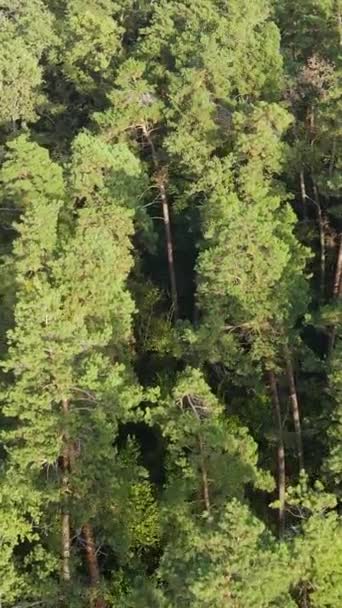 Luchtfoto van bomen in het bos. Verticale video — Stockvideo