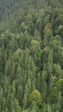 Ormandaki ağaçların havadan görünüşü. Dikey video