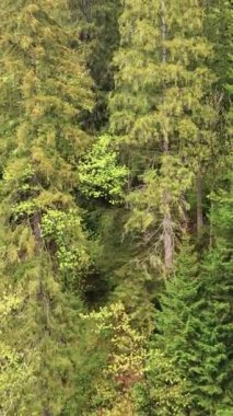Ormandaki ağaçların havadan görünüşü. Dikey video
