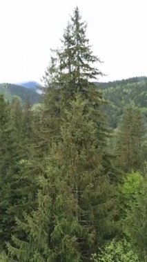 Ormandaki ağaçların havadan görünüşü. Dikey video