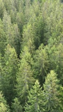 Ormandaki ağaçların havadan görünüşü. Dikey video