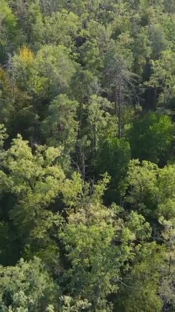 Flygfoto av träd i skogen. Vertikal video — Stockvideo
