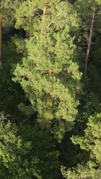 Luchtfoto van bomen in het bos. Verticale video — Stockvideo