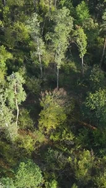 Veduta aerea degli alberi nella foresta. Video verticale — Video Stock