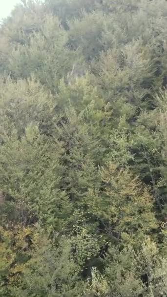 Вид з повітря на дерева в лісі. Вертикальне відео — стокове відео