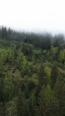 Ormandaki ağaçların havadan görünüşü. Dikey video