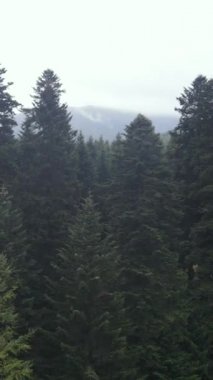 Ormandaki ağaçların havadan görünüşü. Dikey video