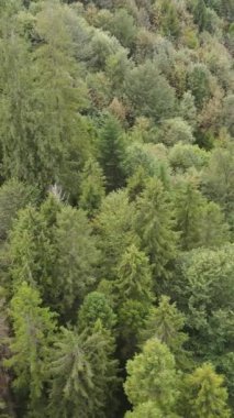 Ormandaki ağaçların havadan görünüşü. Dikey video