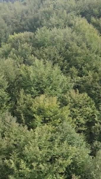 Αεροφωτογραφία των δέντρων στο δάσος. Κάθετη βίντεο — Αρχείο Βίντεο