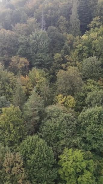 森の中の木の空中ビュー。垂直ビデオ — ストック動画