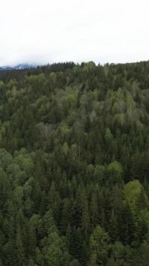 Ormandaki ağaçların havadan görünüşü. Dikey video