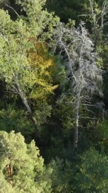 Ormandaki ağaçların havadan görünüşü. Dikey video