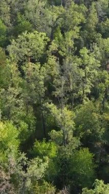 Ormandaki ağaçların havadan görünüşü. Dikey video