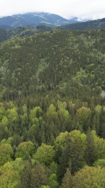 Widok z powietrza na drzewa w lesie. Pionowe wideo — Wideo stockowe