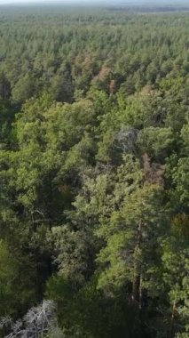 Ormandaki ağaçların havadan görünüşü. Dikey video