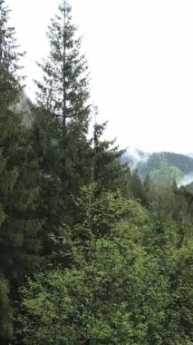 Ormandaki ağaçların havadan görünüşü. Dikey video