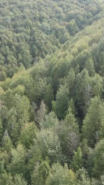 Aerial view of trees in the forest. Vertical video — Stock Video