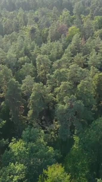 Vista aérea de los árboles en el bosque. Vídeo vertical — Vídeos de Stock