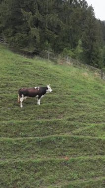 Ukrayna, Karpatlar: Dağlarda inekler. Dikey video