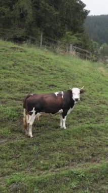 Ukrayna, Karpatlar: Dağlarda inekler. Dikey video