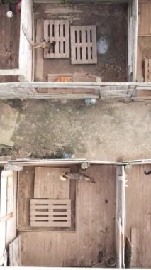 Sokak köpekleri için hava manzaralı bir barınak. Dikey video