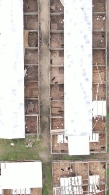 Sokak köpekleri için hava manzaralı bir barınak. Dikey video