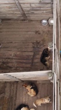 Sokak köpekleri için hava manzaralı bir barınak. Dikey video