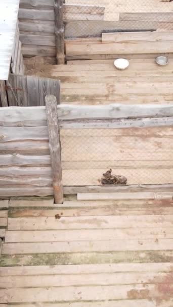 Aerial view of a shelter for stray dogs. Vertical video — Stock Video