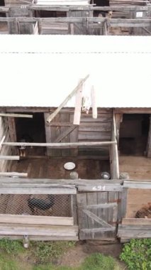 Sokak köpekleri için hava manzaralı bir barınak. Dikey video