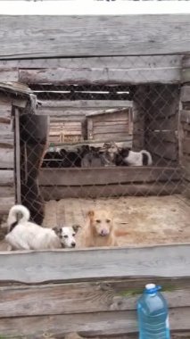 Sokak köpekleri için hava manzaralı bir barınak. Dikey video