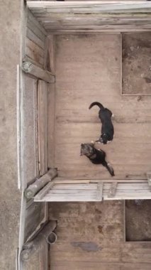 Sokak köpekleri için hava manzaralı bir barınak. Dikey video