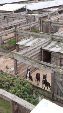 Sokak köpekleri için hava manzaralı bir barınak. Dikey video