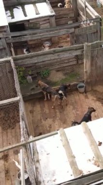 Sokak köpekleri için hava manzaralı bir barınak. Dikey video