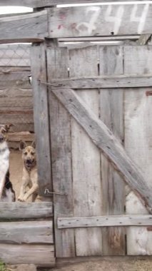 Sokak köpekleri için hava manzaralı bir barınak. Dikey video