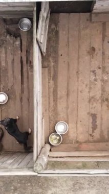 Sokak köpekleri için hava manzaralı bir barınak. Dikey video