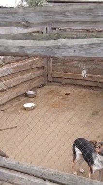 Sokak köpekleri için hava manzaralı bir barınak. Dikey video