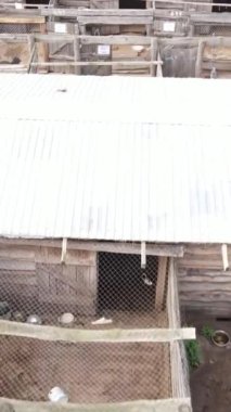 Sokak köpekleri için hava manzaralı bir barınak. Dikey video