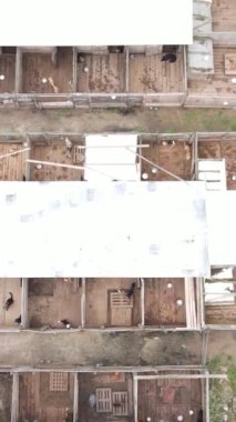 Sokak köpekleri için hava manzaralı bir barınak. Dikey video